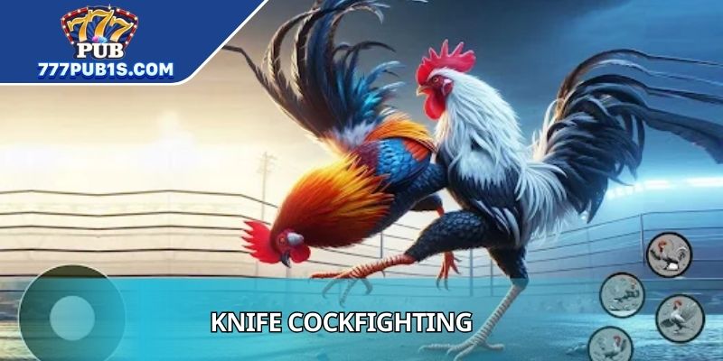 Knife Cockfighting History And Cultural Significance