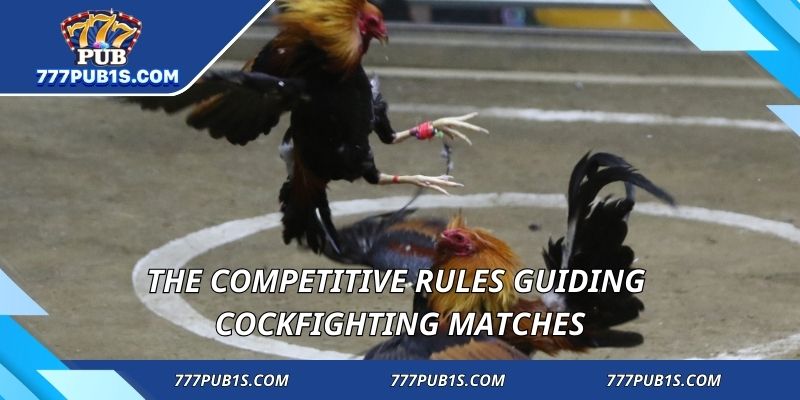 The competitive rules guiding cockfighting matches