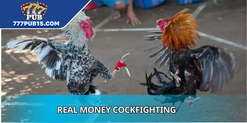 Real Money Cockfighting Games
