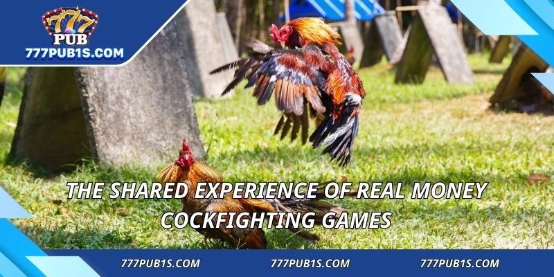 How players and audiences experience these gamesThe shared experience of Real Money Cockfighting Games