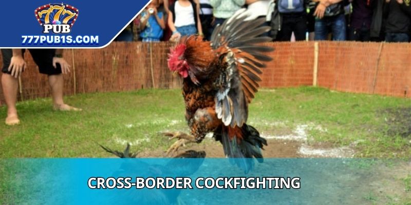 Cross-border Cockfighting