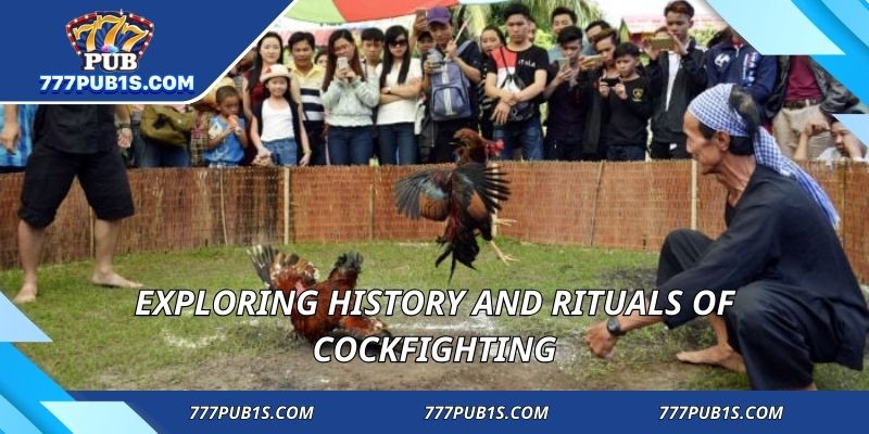 Exploring history and rituals of cockfighting
