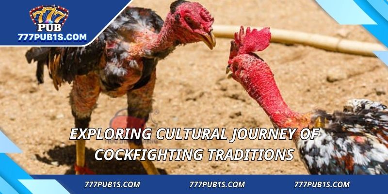 Exploring cultural journey of cockfighting traditions