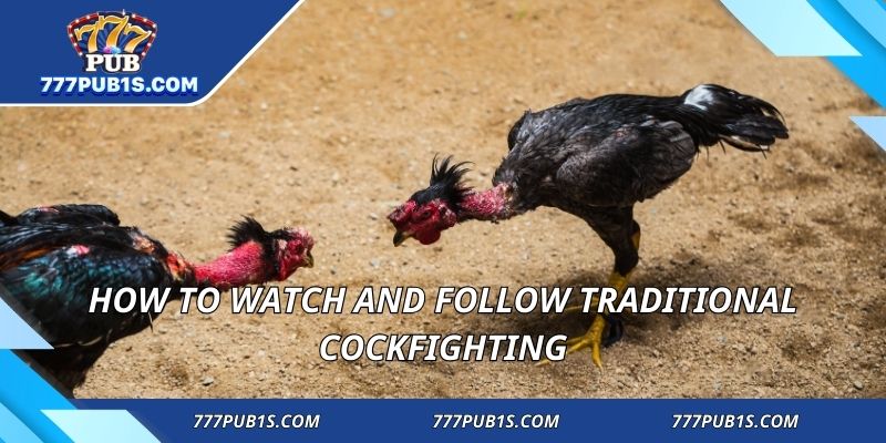How to watch and follow Traditional Cockfighting
