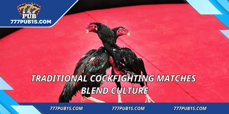 Traditional Cockfighting Matches blend culture