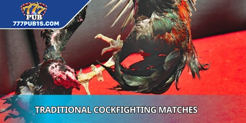 Traditional Cockfighting Matches